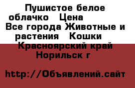 Пушистое белое облачко › Цена ­ 25 000 - Все города Животные и растения » Кошки   . Красноярский край,Норильск г.